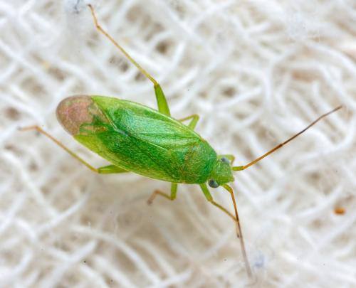 Orthotylus sp.
